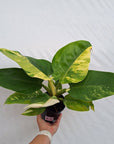 Philodendron imperial green variegata