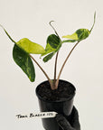 Alocasia macrorrhizos 'Stingray Aurea' Variegata