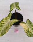 Phyllotaenium lindenii Magnificum Variegata - sale
