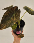 Alocasia ‘wentii’ Variegated - SALE
