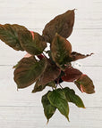 Homalomena rubescens Flaming Red Variegata