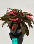 Homalomena Humilis Jungle Satin Variegata - SALE
