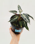 Alocasia Amazonica bambino Variegata