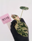 Alocasia reginula 'Black Velvet variegata' - Bare Bottom Baby