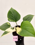 Homalomena rubescens 'Emerald Gem' Variegata