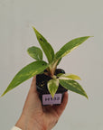 Philodendron imperial green variegata