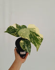 Monstera deliciosa Thai Constellation Sports