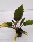 Philodendron serratum Caramel Marble