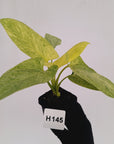 Homalomena sulcata ‘Cream Frost’ - SALE