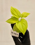 Homalomena rubescens Golden Hibiscus’ - Bare Bottom Baby - SALE