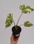 Monstera deliciosa Thai Constellation Sports
