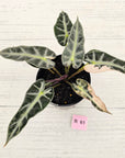 Alocasia Amazonica bambino Variegata