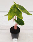 Alocasia 'Morocco' Variegated - SALE