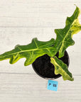 Alocasia portei Malaysian Monster variegata (aurea)