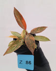 Philodendron 'Orange Princess'