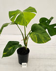 Monstera borsigiana Aurea