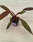 Philodendron 'Orange Princess' 70mm