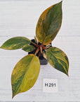Philodendron 'Rojo Congo Variegated' - SALE