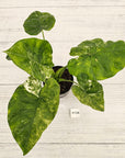 Alocasia Portora Variegata - SALE