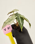 Alocasia Polly Variegata