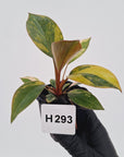 Philodendron 'Rojo Congo Variegated' - SALE