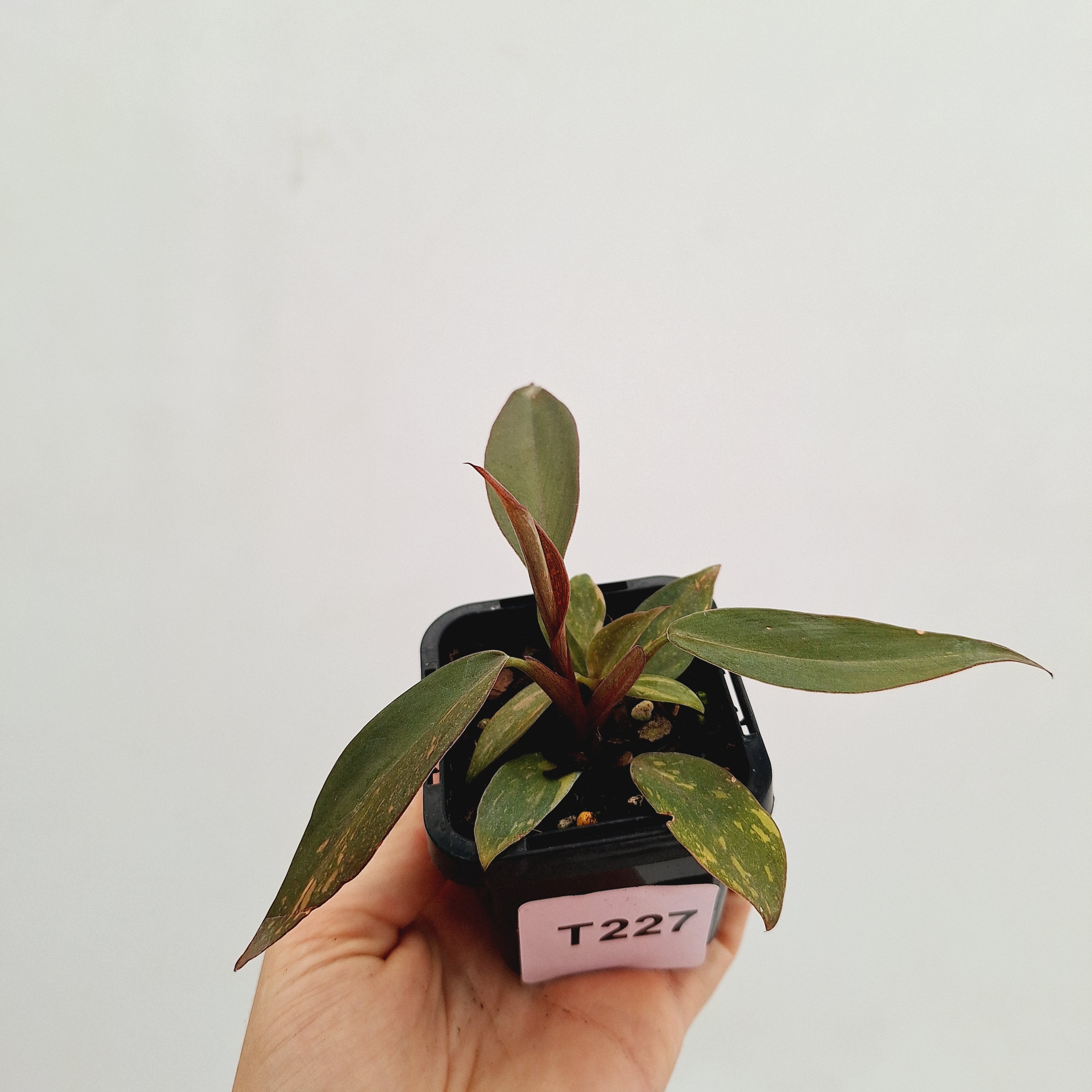 Philodendron 'Orange Princess'