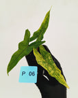 Alocasia sp. ‘Sabrina’ Aurea
