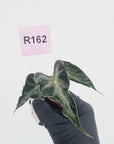 Alocasia ‘Loco’- Bare Bottom Baby - SALE