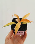 Philodendron 'Orange Princess'
