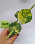 Alocasia macrorrhizos Sting Ray Aurea Variegata - Bare Bottom Baby