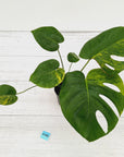 Monstera deliciosa Aurea 'Yellow Marilyn'