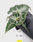 Alocasia ‘Loco’- Bare Bottom Baby