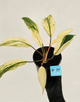Homalomena 'Tropical Green' Variegata -sale