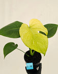Monstera Deliciosa 'Mint'