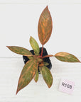 Philodendron 'Orange Princess' 70mm