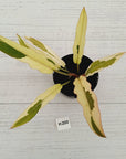 Philodendron serratum Caramel Marble Albo