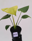 Monstera Deliciosa 'Mint' - SALE
