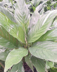 Spathiphyllum floribundum 'Jet Diamond'