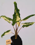 Alocasia sarian variegata