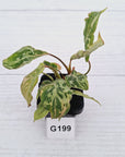 Philodendron gloriosum 'Snow Leopard'