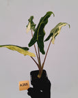 Alocasia sarian variegata