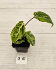 Philodendron gloriosum 'Snow Leopard'