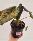 Alocasia ‘wentii’ Variegated - Sale