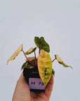 Philodendron billietiae Variegata