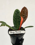 Anthurium superbum Variegata