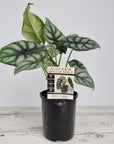 Alocasia baginda Dragon Scale