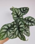 Alocasia baginda Dragon Scale