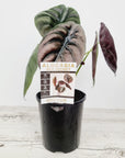 Alocasia cuprea ‘Red Secret’