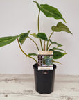 Philodendron gloriosum