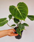 Philodendron gloriosum